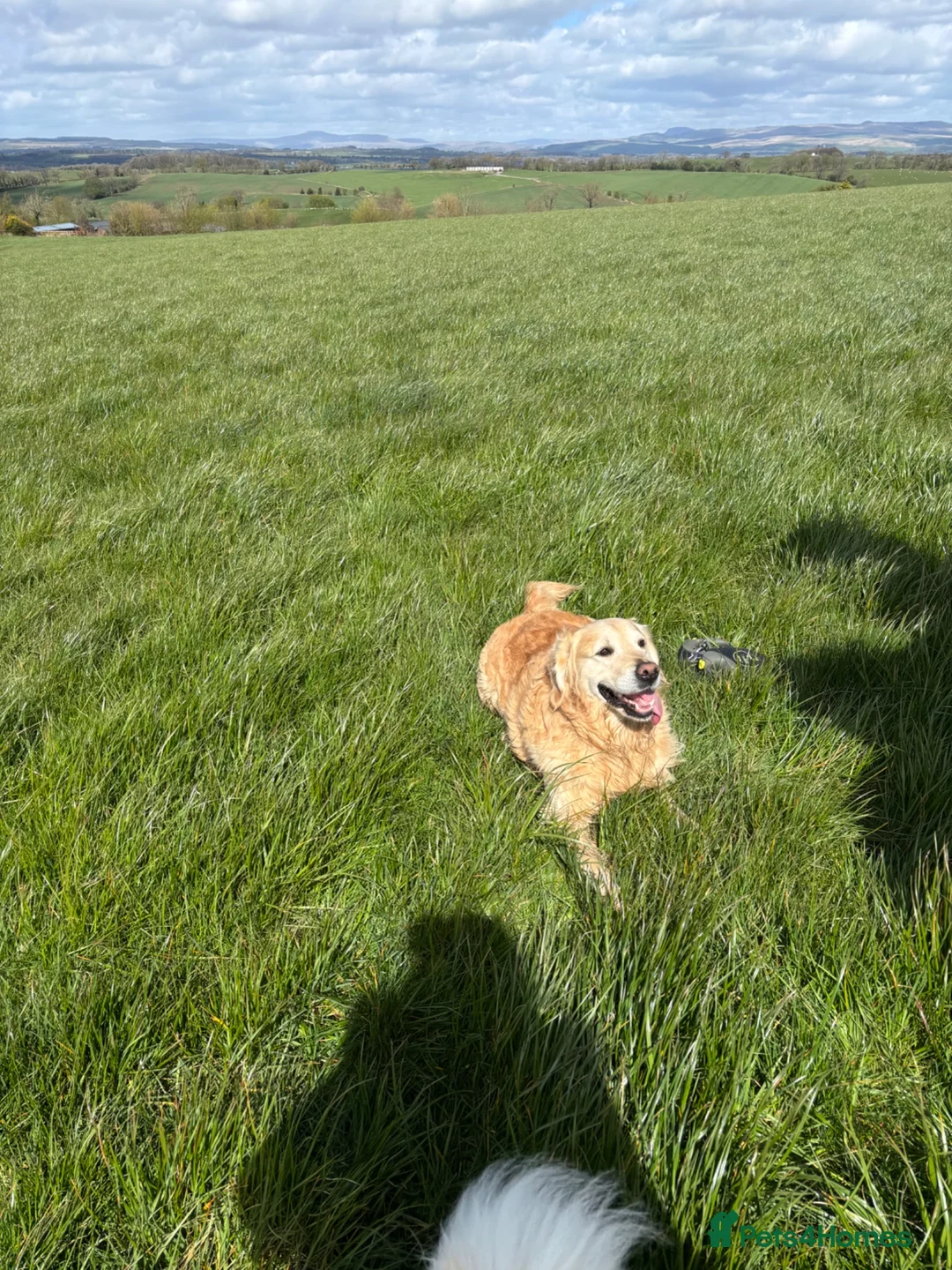 Golden Retriever dogs for stud: Extremely handsome boy in Southport - Advert 2