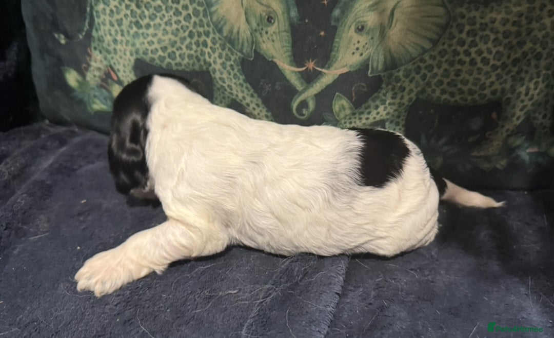 Cocker Spaniel dogs for sale: KC show cocker puppies black white blue roan - Image 21