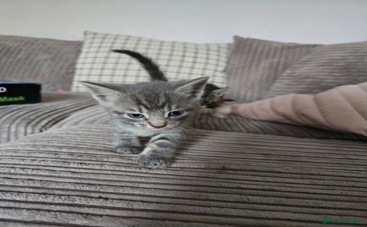Mixed Breed cats - Advert 8