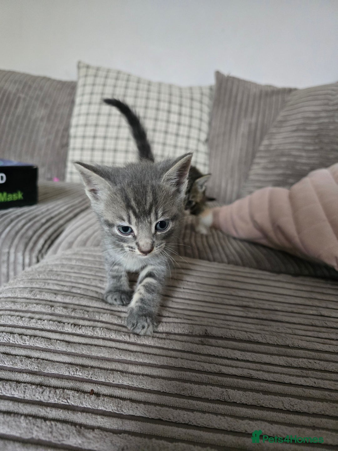 Mixed Breed cats for sale: British short haired mixed breed  - Image 1