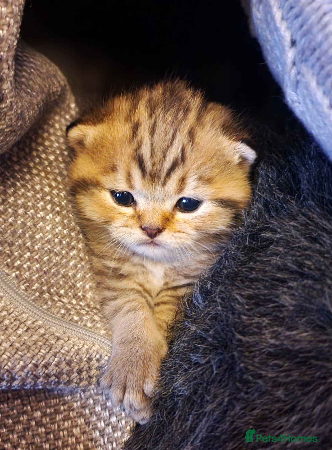 British Shorthair cats for sale: GOLDEN TABBY & COLOURPOINT BSH KITTENS - Image 6