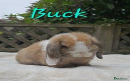 Mini Lop rabbits for sale: Beautiful mini lops boys and girls - Image 5