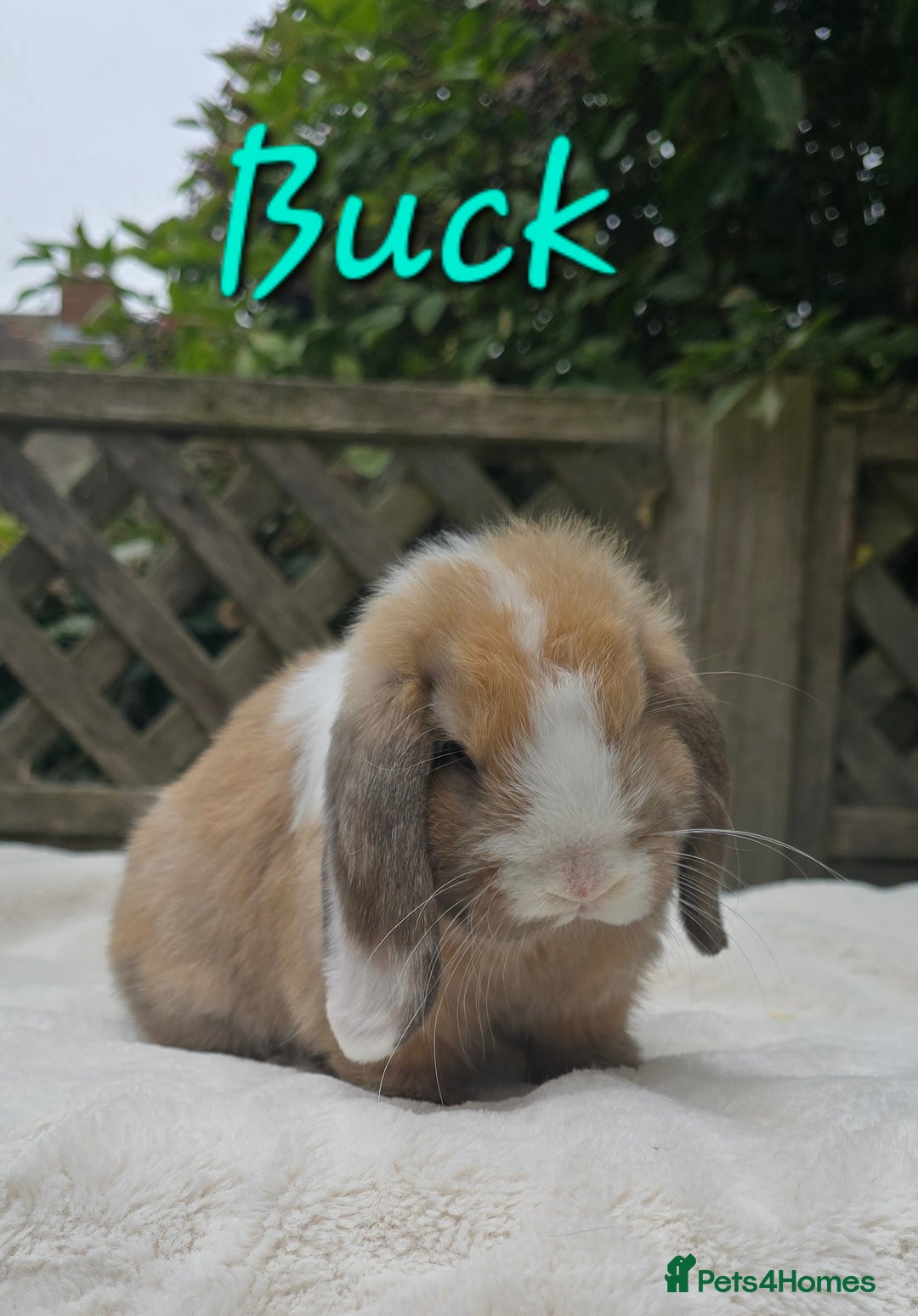 Mini Lop rabbits for sale: Beautiful mini lops boys and girls - Image 5