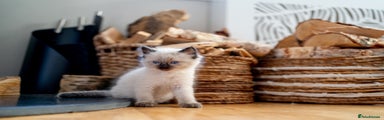 Ragdoll Kitten 4