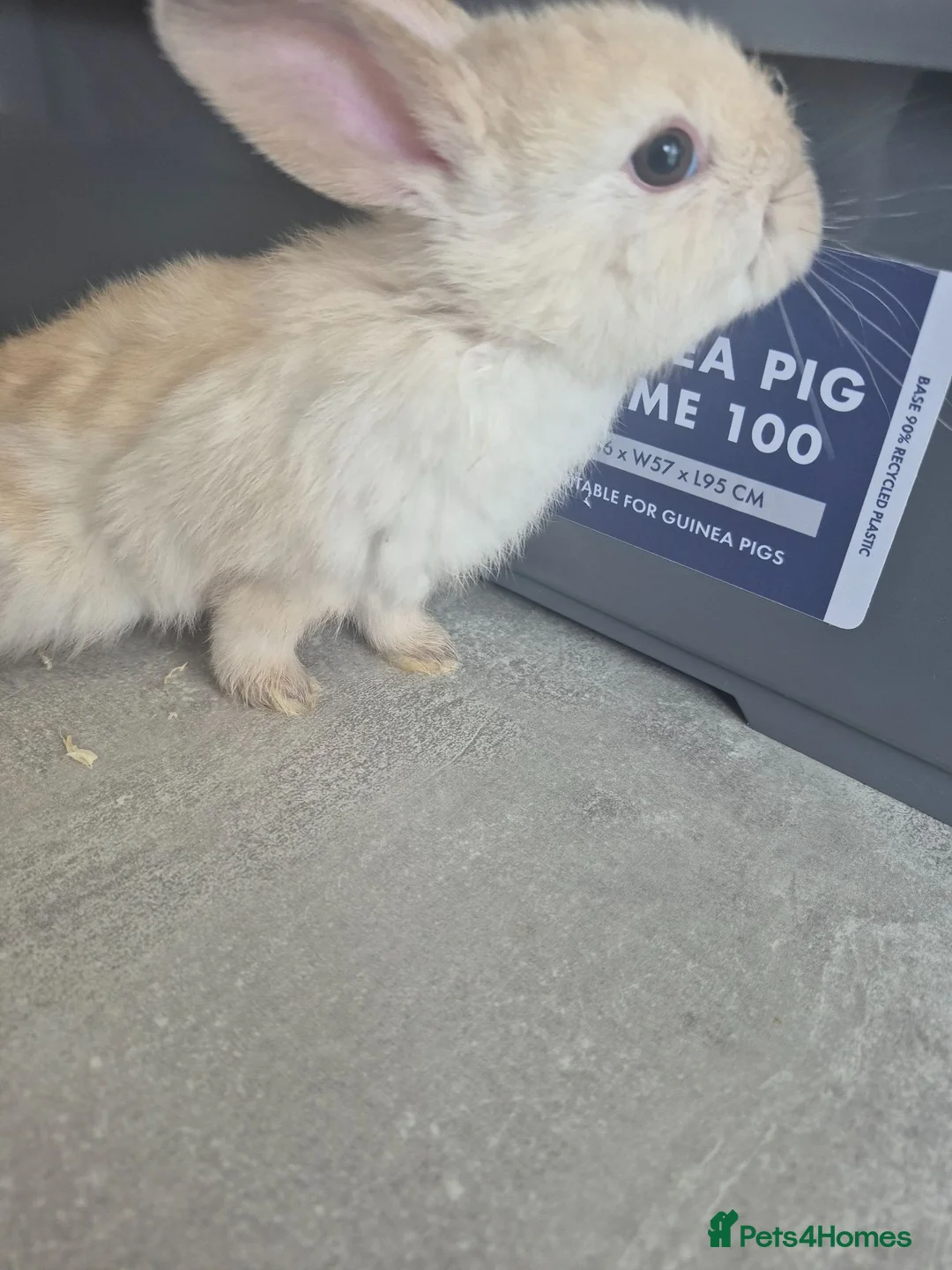 Mixed Breed rabbits for sale: Baby rabbits for sale  - Advert 9