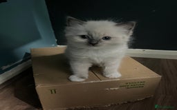Ragdoll cats for sale: GCCF Ragdoll kittens ready now - Image 18