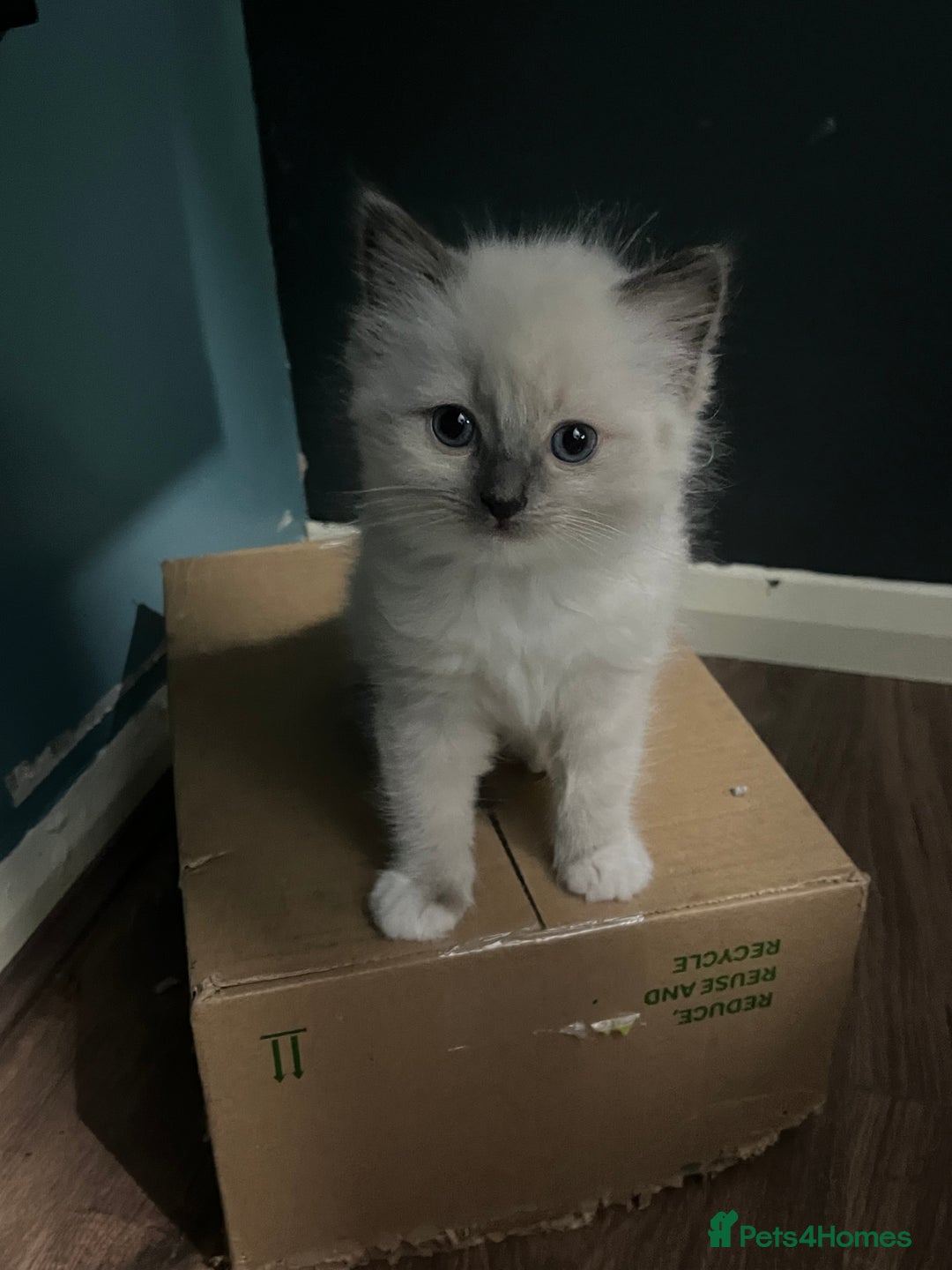 Ragdoll cats for sale: GCCF Ragdoll kittens ready now - Image 18