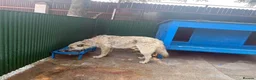 Mixed Breed dogs for adoption: Hal - Norwich Norfolk  - Advert 15