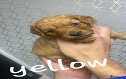 Mixed Breed dogs for sale: Beautiful female available ready to leave 1st nov - Image 22