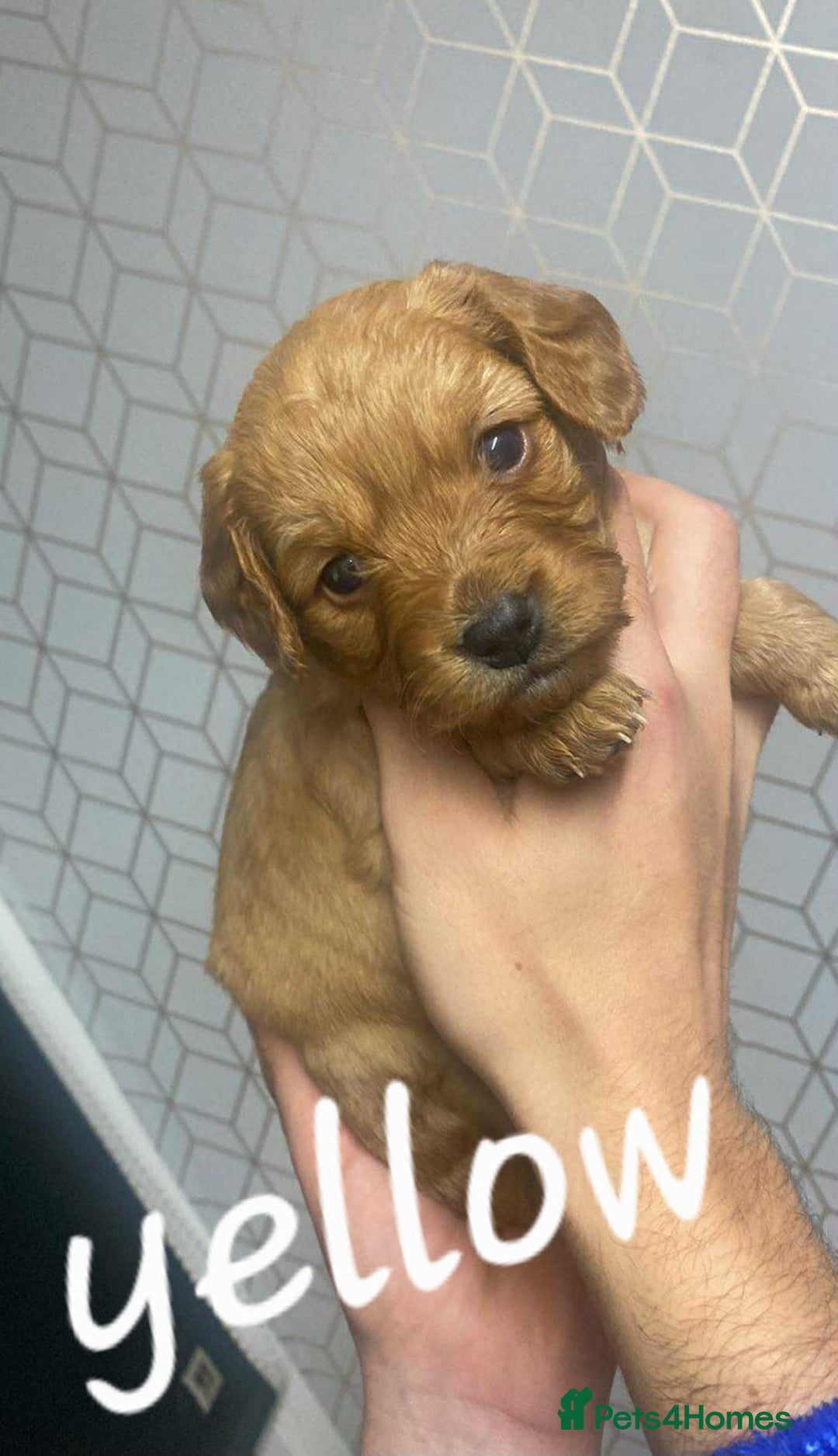 Mixed Breed dogs for sale: Beautiful female available ready to leave 1st nov - Image 22