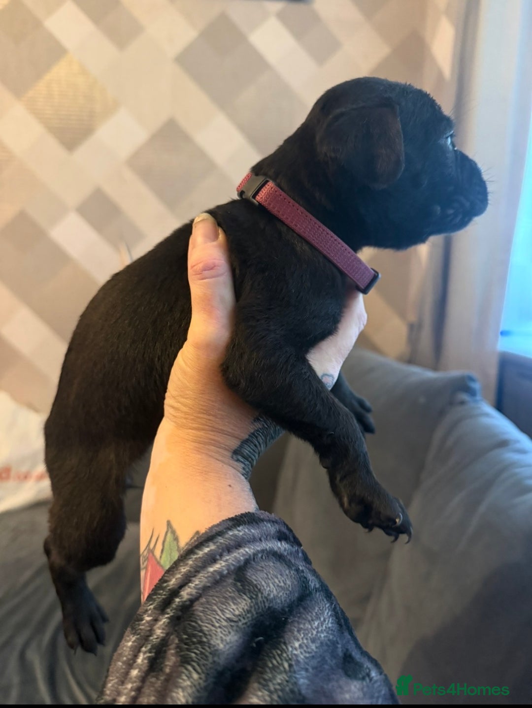 Cane Corso dogs for sale: Cane Corso puppies - Advert 10