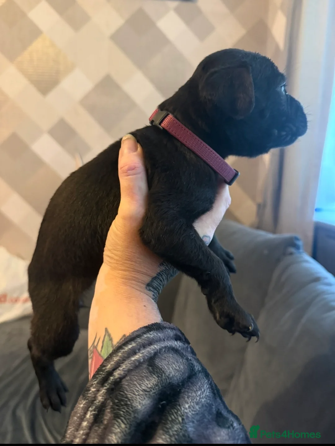 Cane Corso dogs for sale: 1 Cane Corso puppy left - Advert 10