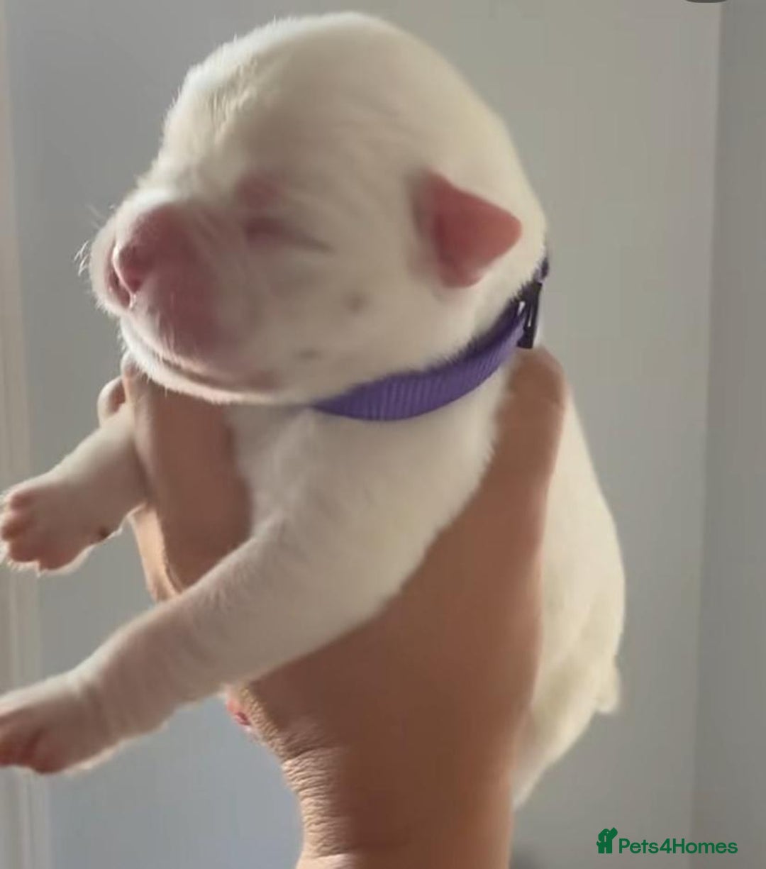 Boxer dogs for sale: Quality litter of boxer puppies - Advert 8