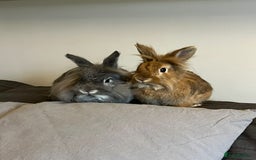 Lionhead rabbits for sale: Bambi & Thumper looking for a new loving home  - Image 3