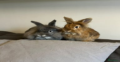 Lionhead rabbits - Advert 7