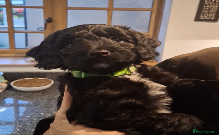 Sproodle dogs - Advert 1