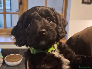 Sproodle dogs Adorable F1 Sproodle Puppies - Advert 1