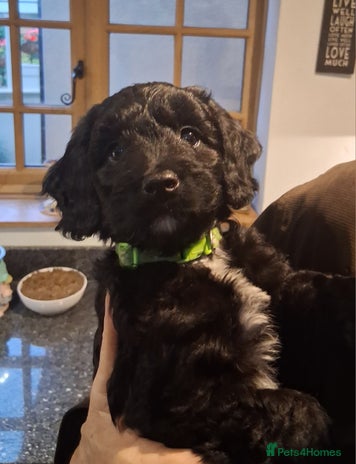 Sproodle dogs - Advert 8