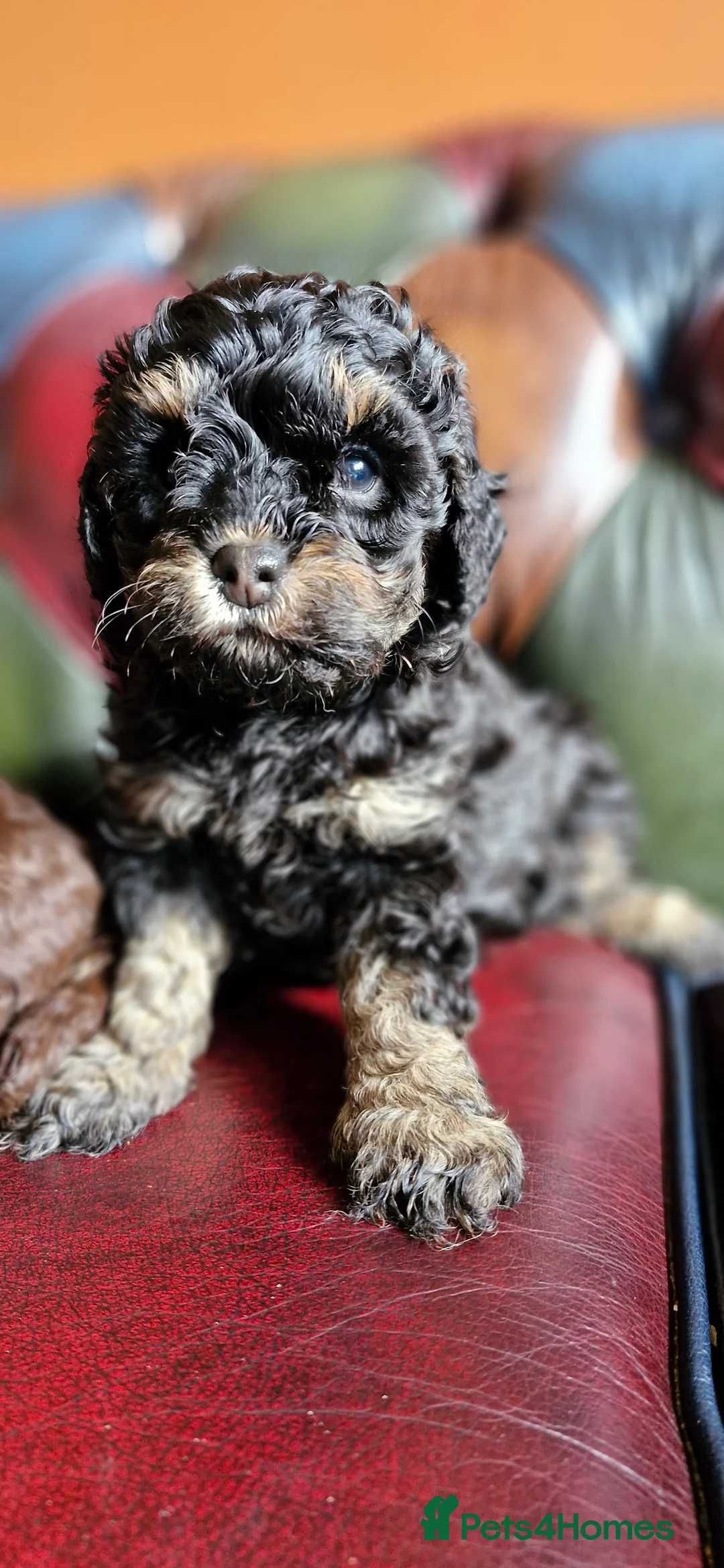 Cavapoo dogs for sale: Gorgeous f1bb Cavapoo pups. Health tested parents  - Advert 15