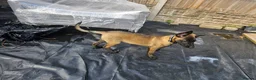 Belgian Shepherd Dog dogs for sale: Raven Belgian Malinois  - Advert 2