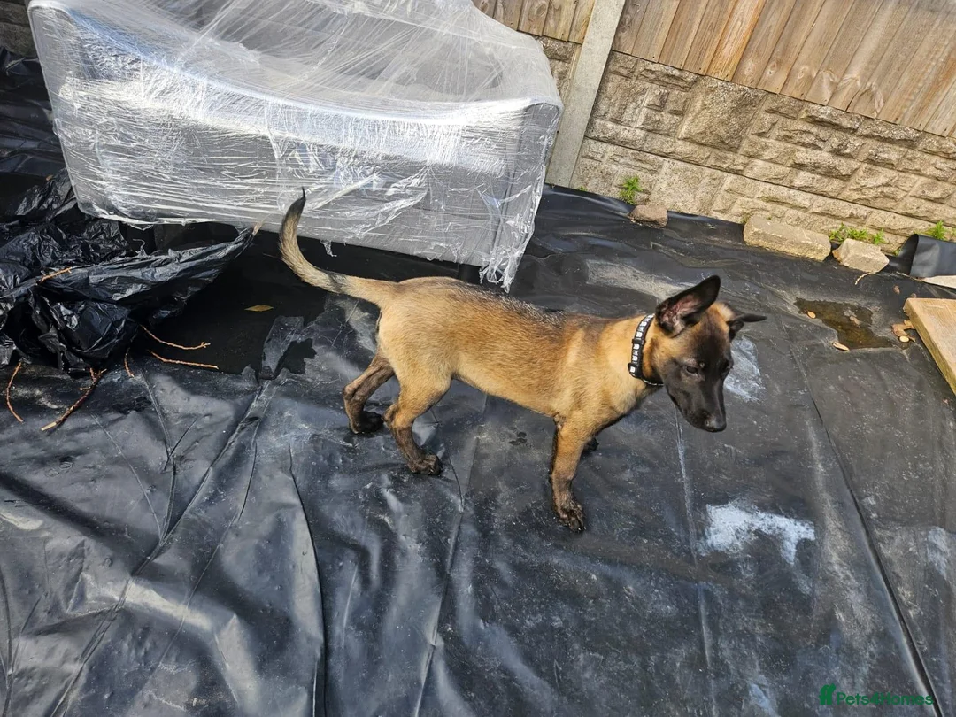 Belgian Shepherd Dog dogs for sale: Raven Belgian Malinois  - Advert 2