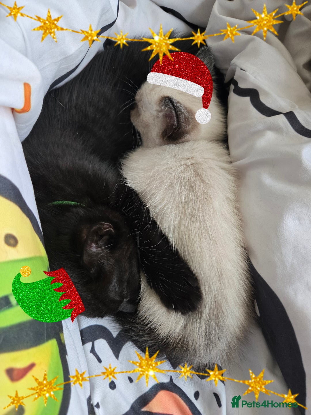 Ragdoll cats for sale: ☯️ Beautiful Yin/Yang pair of ragdoll crosses ☯️ - Advert 1