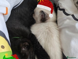 Ragdoll cats ☯️ Beautiful Yin/Yang pair of ragdoll crosses ☯️ - Advert 4