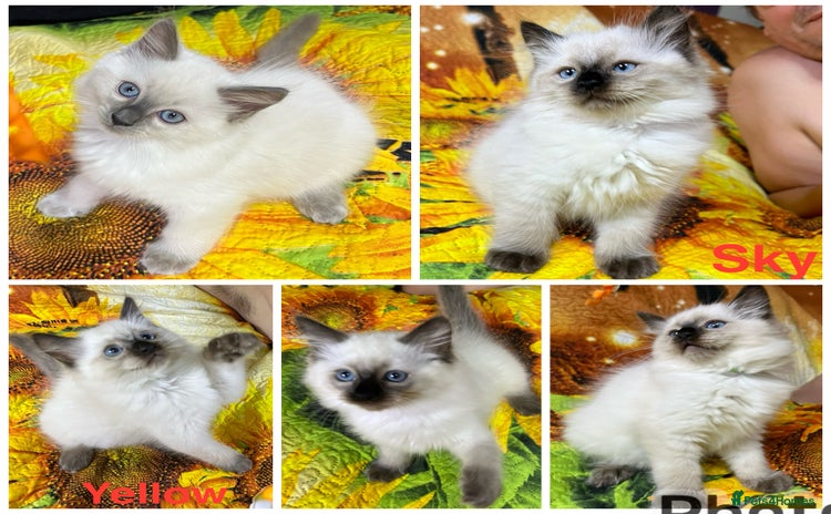Ragdoll cats - Advert 16