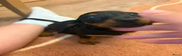 Dachshund dogs for sale: Beautiful puos - Advert 10