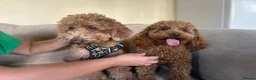 Mixed Breed dogs for sale: Miniature poodles girls in Waltham Cross - Advert 8
