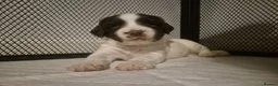 English Springer Spaniel dogs for sale: Inquisitive English Springer Spaniel Puppys KC Reg in Wellingborough - Advert 9