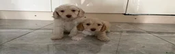 Cockapoo dogs for sale: Cocker poo puppies for sale  in Basildon - Advert 5