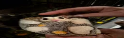 Sugar Glider rodents for sale: Beautiful Sugar Gliders for sale! - Advert 7