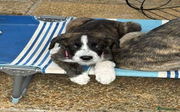 Mixed Breed dogs for adoption: Forest Gumps Litter - Image 4