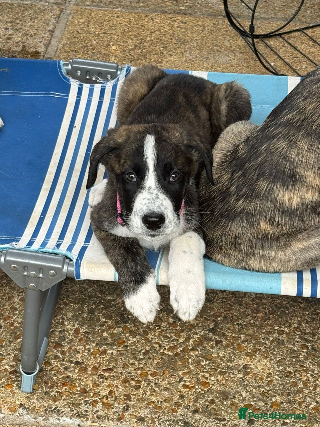 Mixed Breed dogs for adoption: Forest Gumps Litter - Image 4