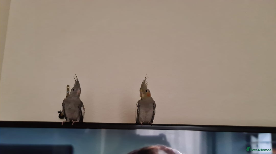 Cockatiels birds for sale: 2 beautiful birds (couple) - Image 8