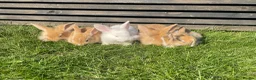 Mixed Breed rabbits for sale: Child friendly Mixed breed rabbits  - Advert 6