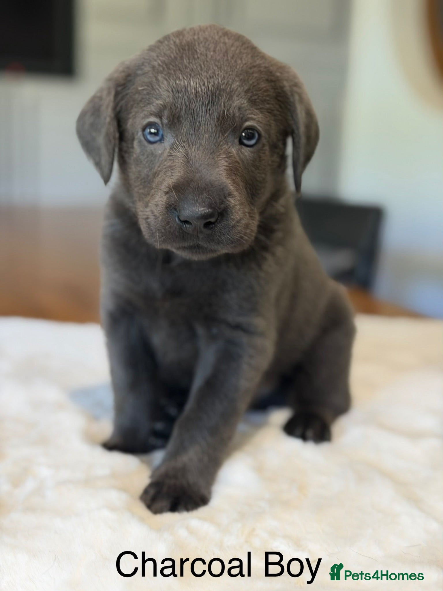 Labrador Retriever dogs Stunning Silver/Charcoal Labrador pups - Advert 2