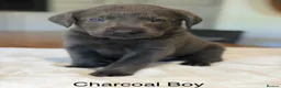 Labrador Retriever dogs for sale: Stunning Silver/Charcoal Labrador pups - Advert 2