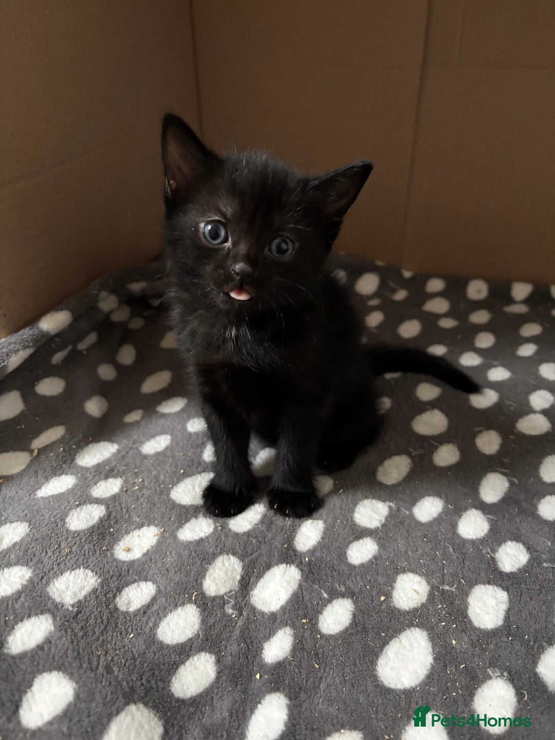 Bombay cats for sale: Bombay mix kittens  - Image 4