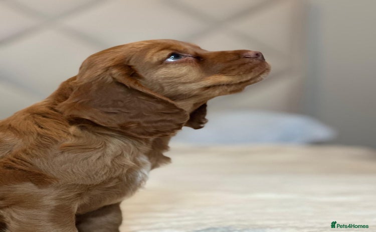 Cocker Spaniel dogs - Advert 5