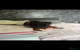 Rottweiler dogs for sale: Loki, Male 8 month rottweiler - Image 4