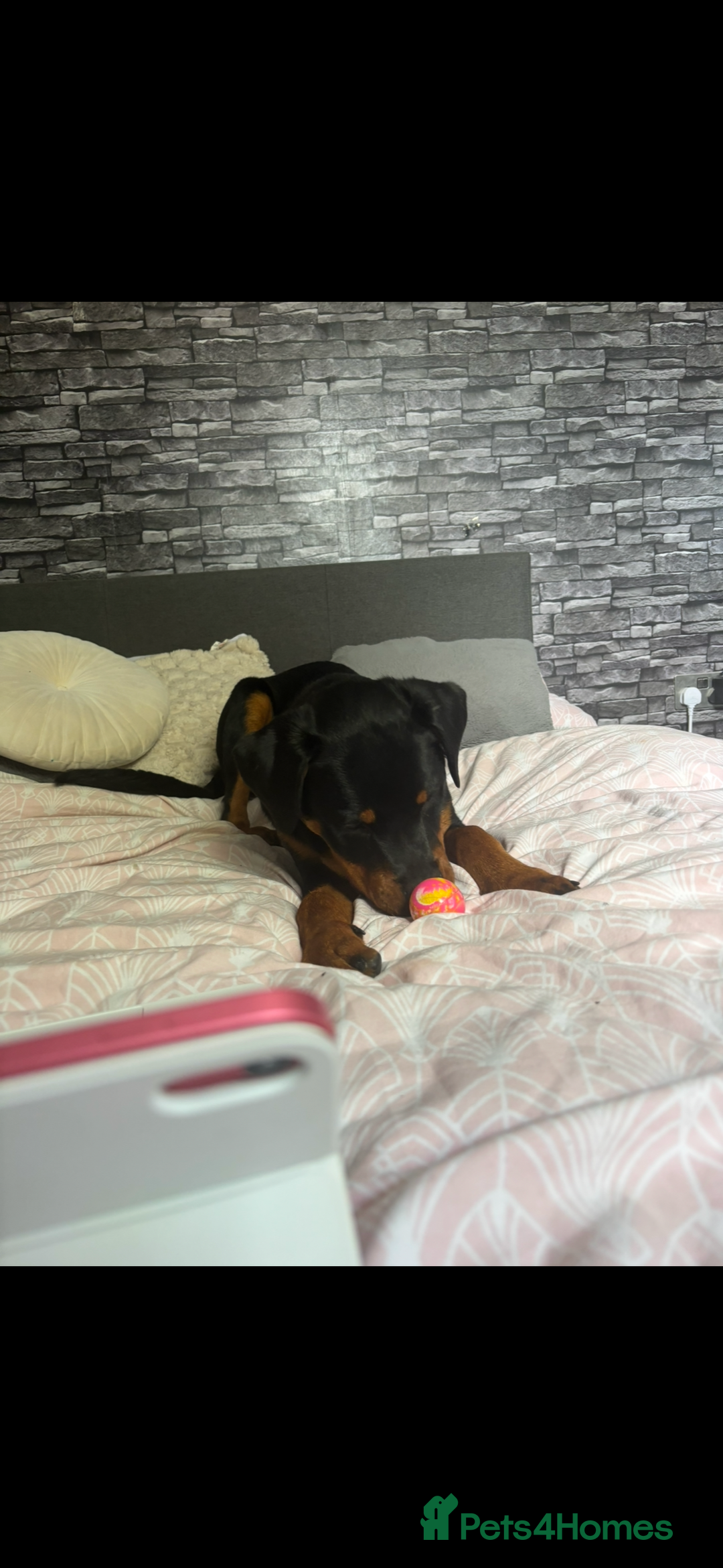 Rottweiler dogs for sale: Loki, Male 8 month rottweiler - Image 4
