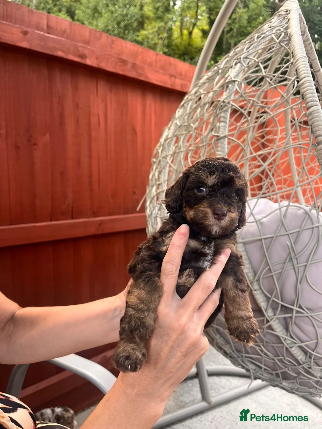Sproodle dogs for sale: Sproodle puppies.  - Advert 2