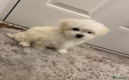 Maltipoo dogs for sale: 🐾Maltipoo puppy’s 🐾  - Image 2