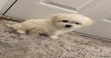 Maltipoo dogs - Advert 2