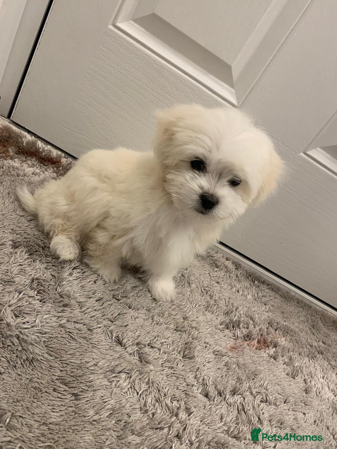Maltipoo dogs for sale: 🐾Maltipoo puppy’s 🐾  - Image 2