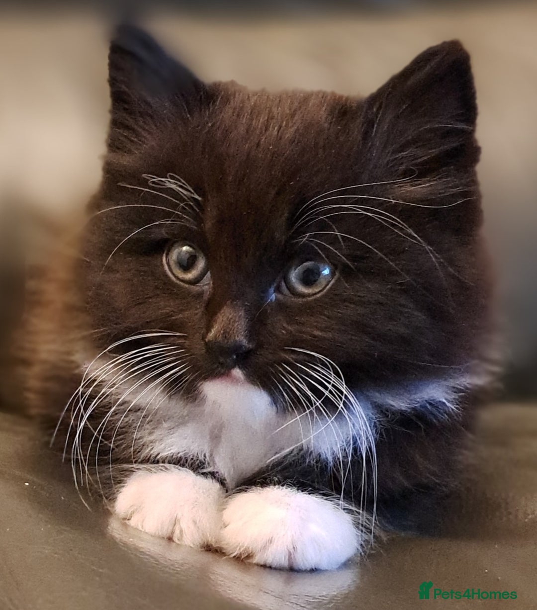 Mixed Breed cats for sale: Gorgeous Cross Kittens 🌟 - Advert 14