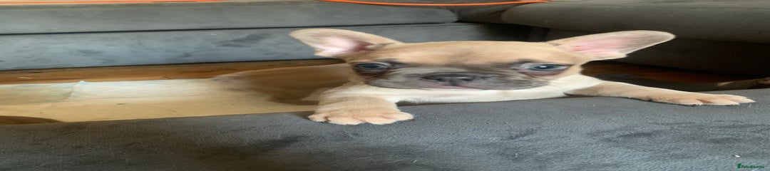 French Bulldog girl 