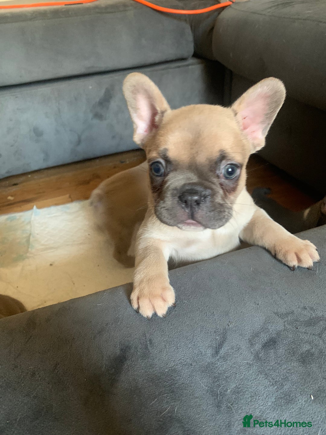 French Bulldog dogs for sale: French bulldog pups 9 weeks old. Girl & boy left  - Image 2